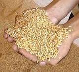 ذخیره سازی11 هزار تن گندم کشاورزان در انبارهای سیلوی بلخ